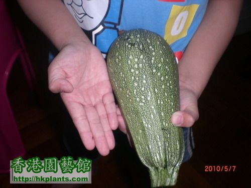 2010春 翠玉瓜 圖十七 52天.jpg