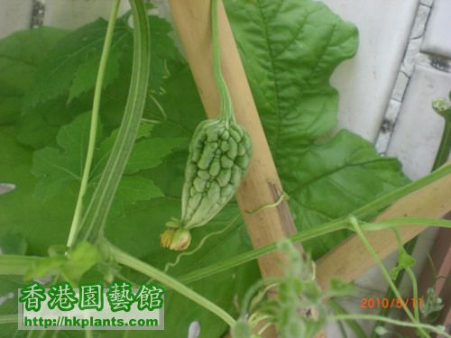 2010春 大頂苦瓜 圖十二79天.jpg