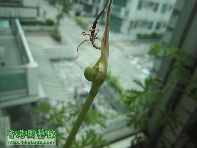 風雨蘭種子25-7-10.JPG