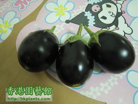 紫圓茄子19-8-10.JPG