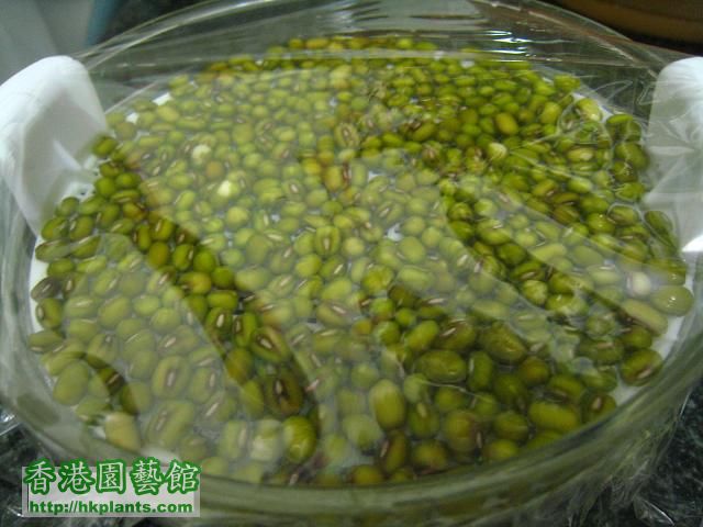 種綠豆芽24-9-10.JPG