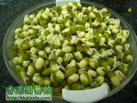 種綠豆芽25-9-10.JPG