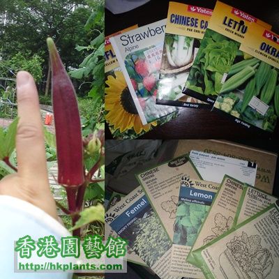 Winnie Lady Finger N CA seeds.jpg