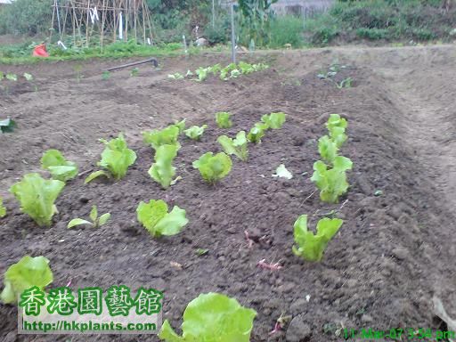 生菜苗下種第一天