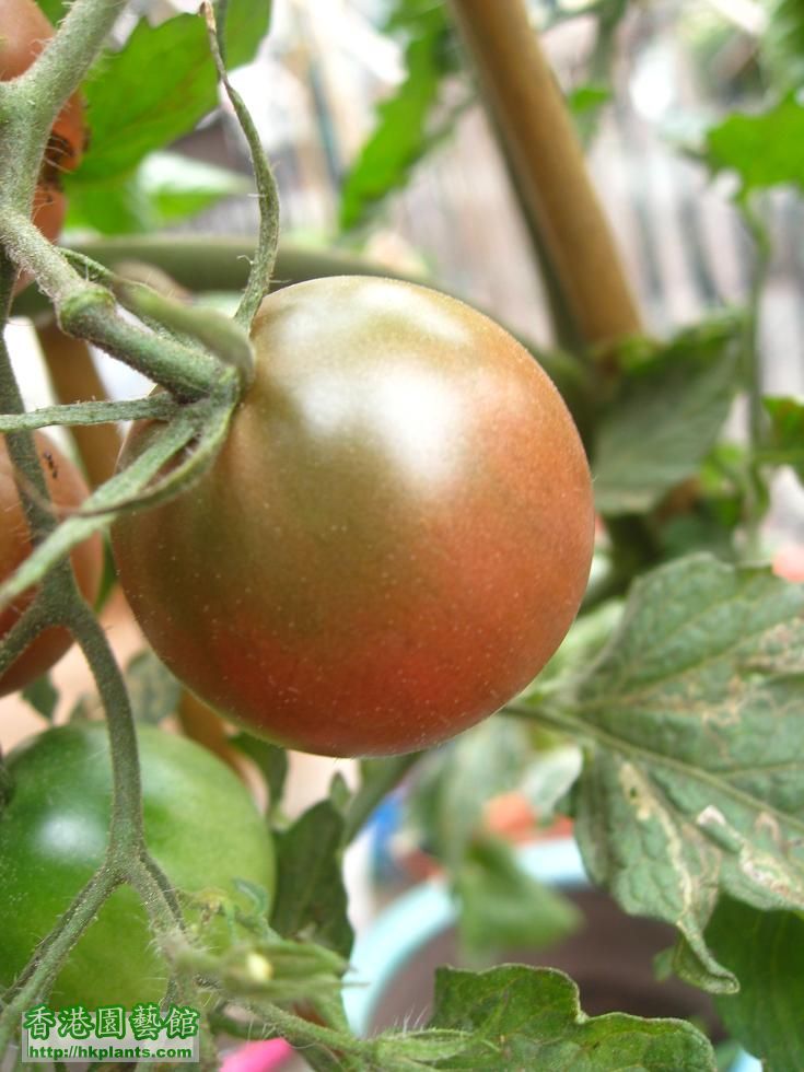 Black cherry tomato