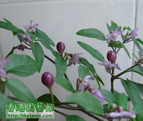 紫辣椒2.JPG