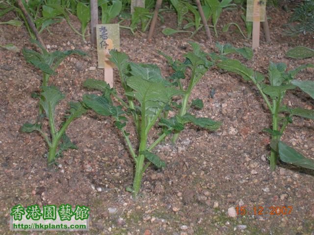怎樣種薯仔?? ~ (13/3/08更新) 有餐食喇!! - 農業植物 - 香港園藝館 - Powered by Discuz!