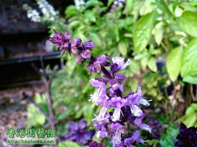 紫羅勒的花