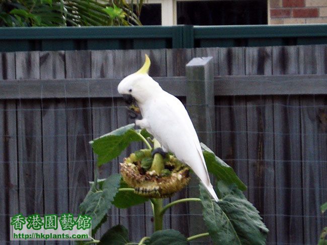 16/01/2008 - D鸚鵡黎左開餐﹐用布包住都被距地扯開。 有一夥的癸花籽完全食晒 ~ ...
