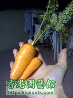 carrot 4 Mar 08.jpg