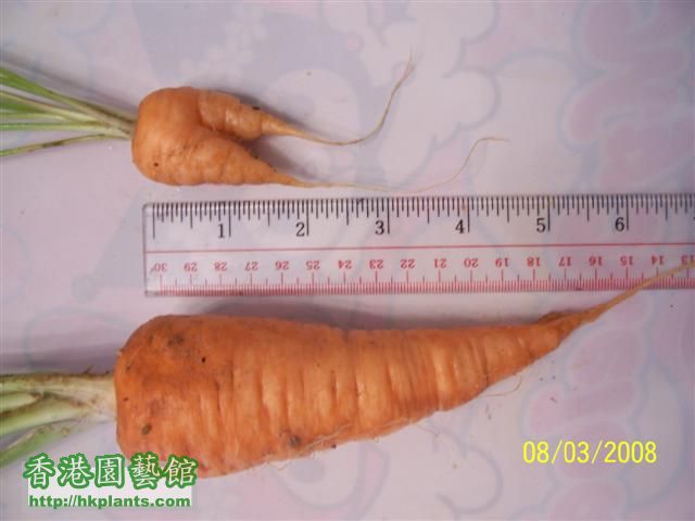 100_0692 紅蘿蔔.JPG