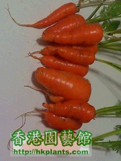 carrot 12March 08.jpg