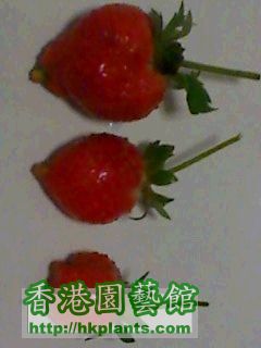 strawberry.jpg
