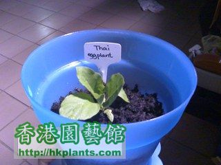 thai eggplant10-4-08.jpg