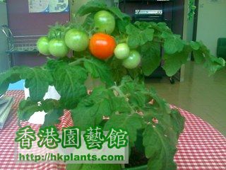 tomato 24-4-08.jpg