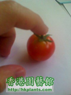 tomato 24-4-08.jpg