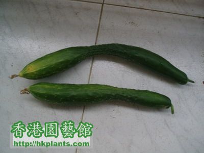 5 May 青瓜 一/二 號食得