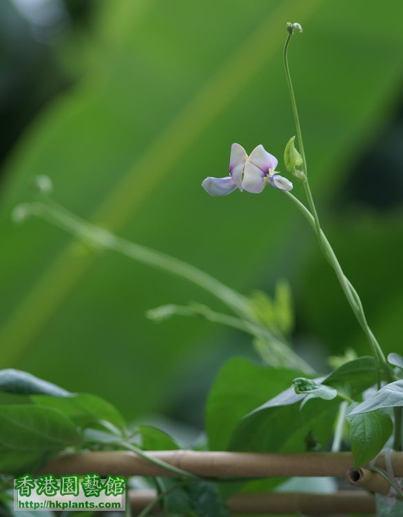 青豆角開花囉!