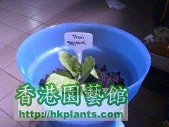 thai eggplant10-4-08 resized.jpg