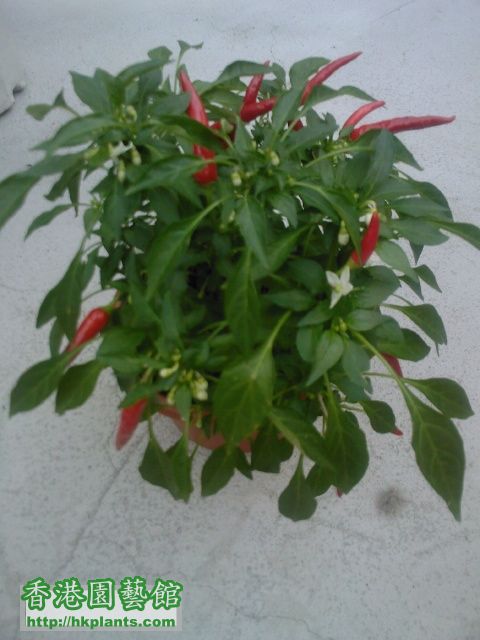 辣椒開花了