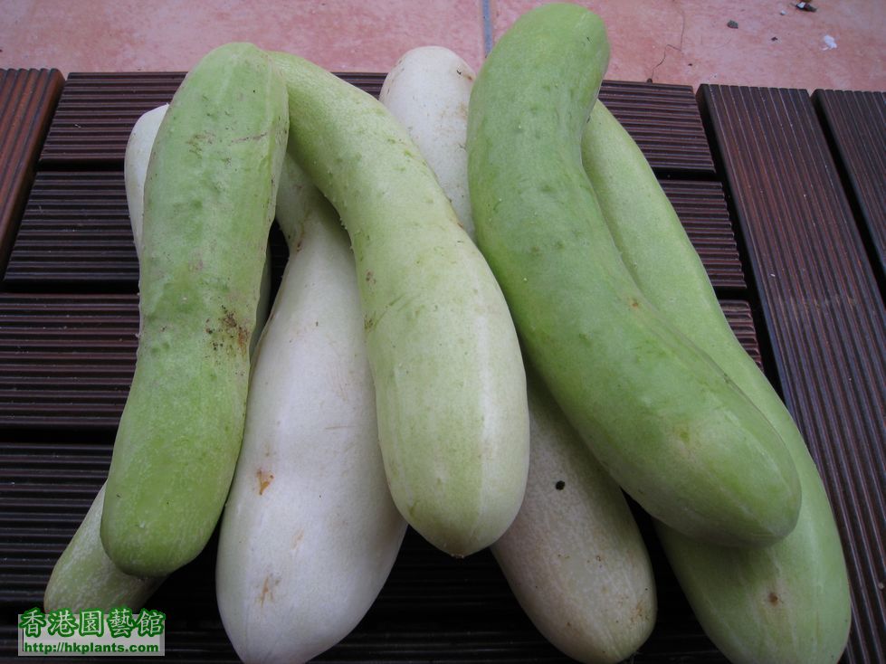 cucumber picked on 14-6-2008.jpg