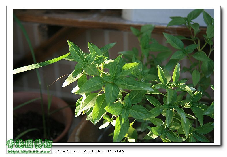 thai basil