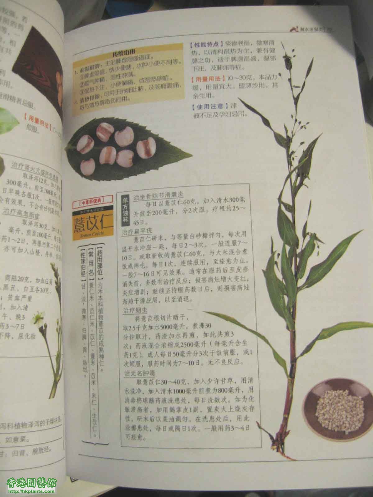 薏米植物.jpg