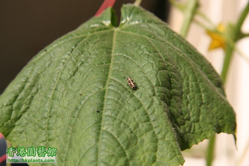 想問呢d蟲係咪食蚜蟲架?我係青瓜3兄弟上面開始見到好多~要唔要處理佢??