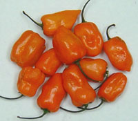 hot_pepper_orange_habanero.jpg