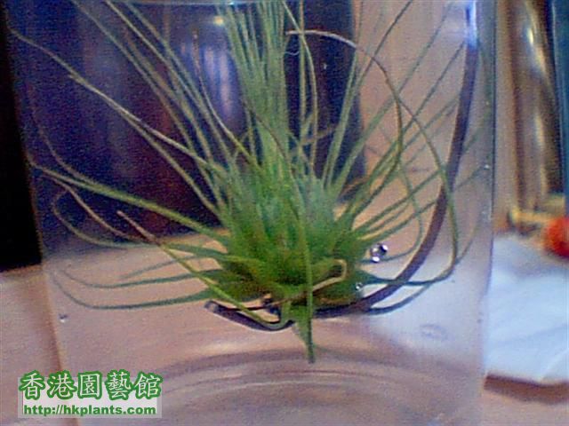 tillandsia4.jpg