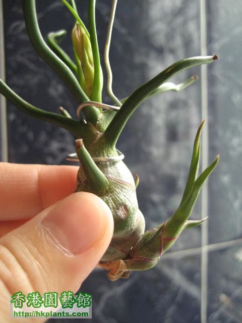 20090619 bulbosa.JPG