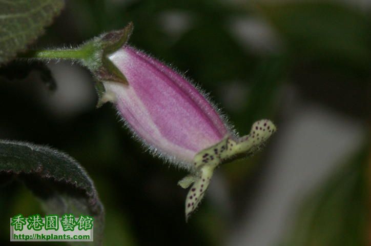 K Digitaliflora 我第一盆開花o既花貓