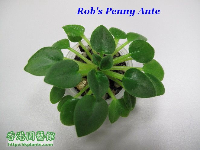 Rob's Penny Ante