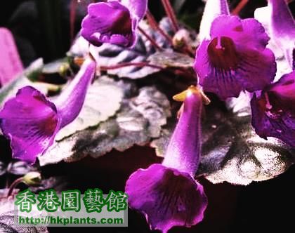 紫花迷岩.jpg