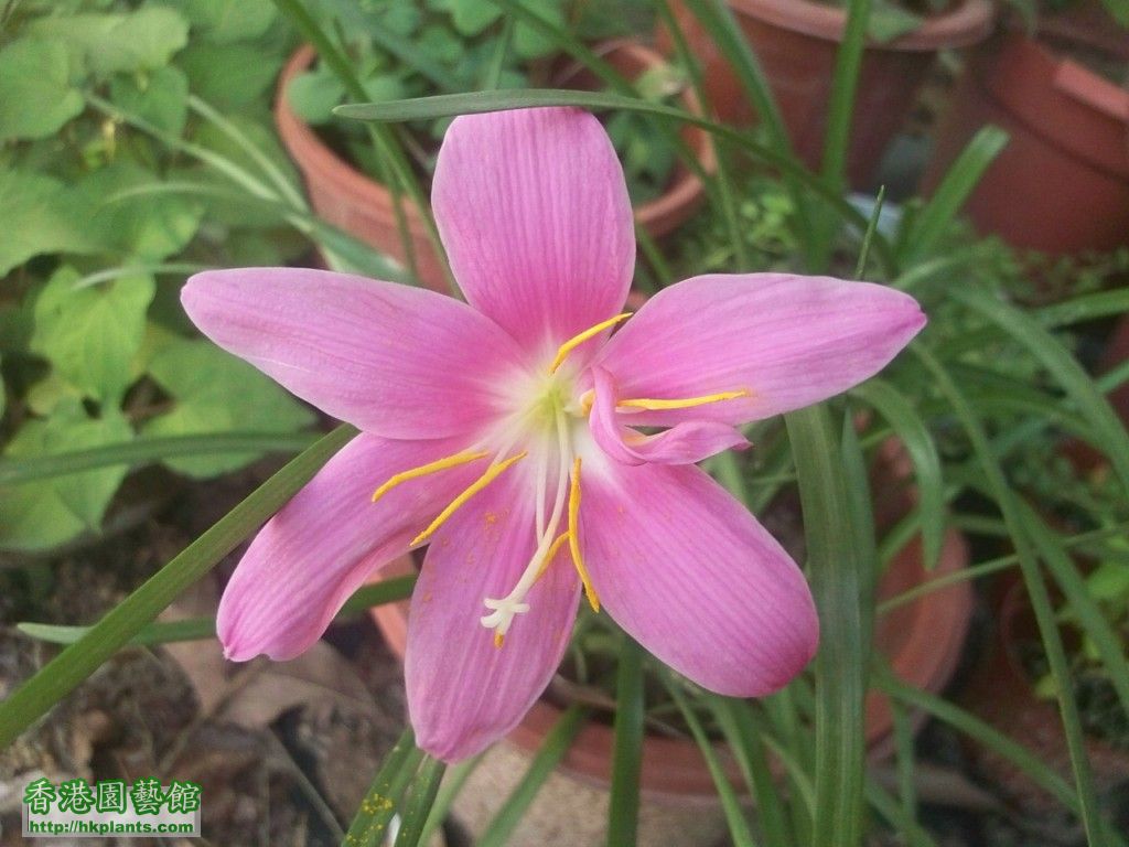 Z.grandiflora