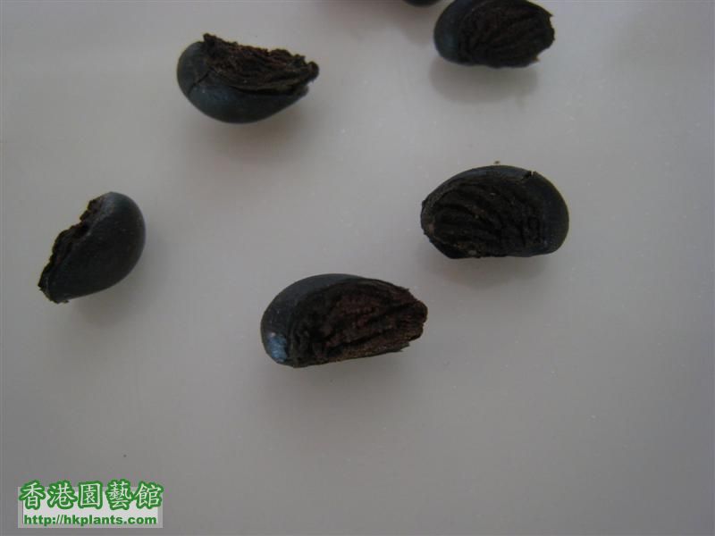 龙吐珠种子的真容(完)