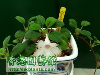 Alsobia dianthiflora_1