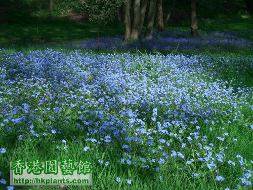 forget-me-not2.jpg