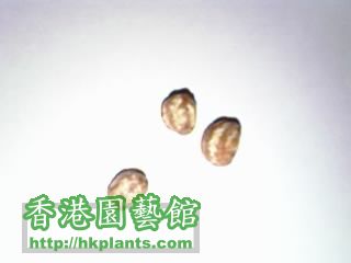 nasturtium金蓮花種子