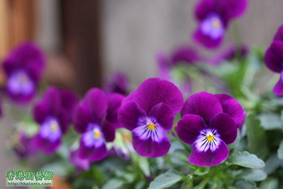 紫色花花.jpg