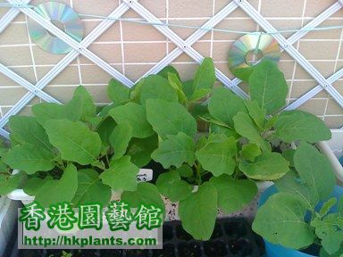 thai eggplant 22-4-08.jpg