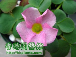 O. purpurea Pale Pink - 暫停