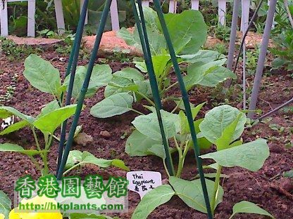 eggplants 25-04-08 2.jpg