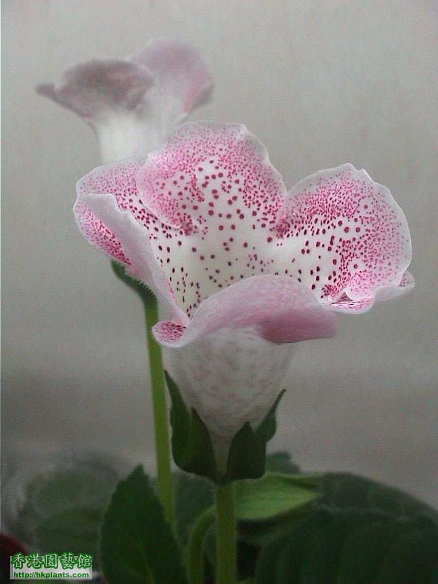 Gloxinia_班點14.jpg