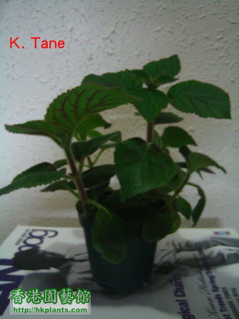 K.-Tane.JPG