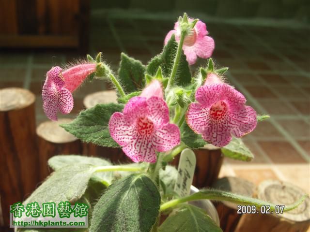 Kohleria amabilis