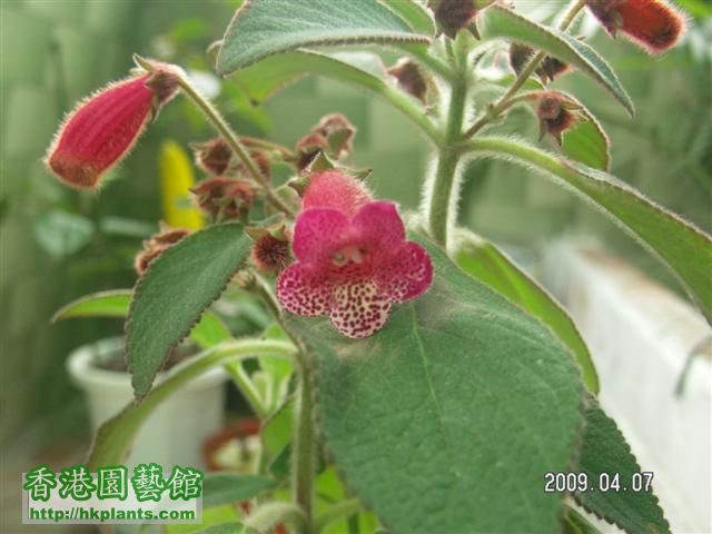 Kohleria 'Pele' (1).JPG