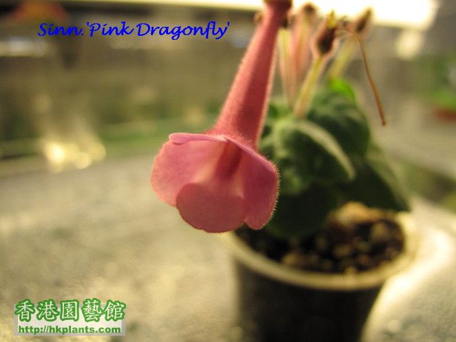 Sinn.'Pink Dragonfly' 開花照