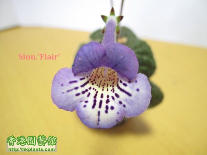 Sinn.'Flair' 開花照