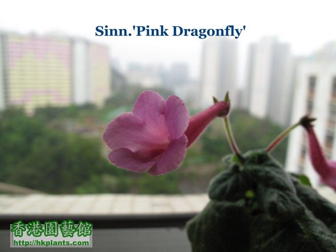 Sinn'Pink Dragonfly' 開花照